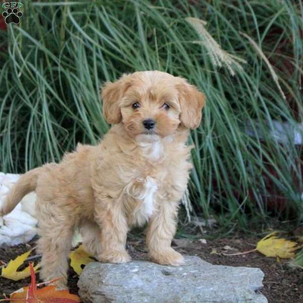 Mia, Cavapoo Puppy