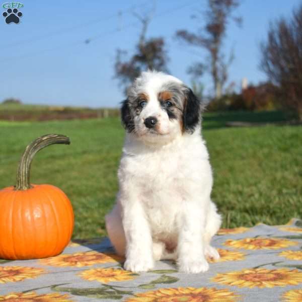 Mia, Mini Bernedoodle Puppy
