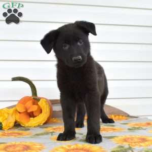 Mia, German Shepherd Puppy