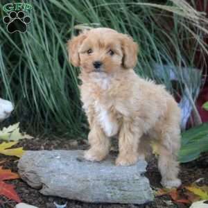 Mia, Cavapoo Puppy