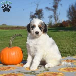 Mia, Mini Bernedoodle Puppy