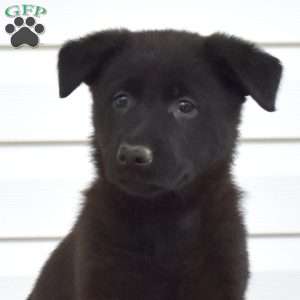 Mia, German Shepherd Puppy
