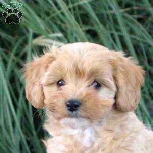 Mia, Cavapoo Puppy