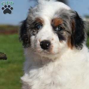 Mia, Mini Bernedoodle Puppy