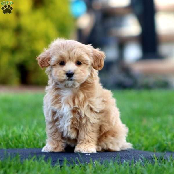 Mia, Maltipoo Puppy