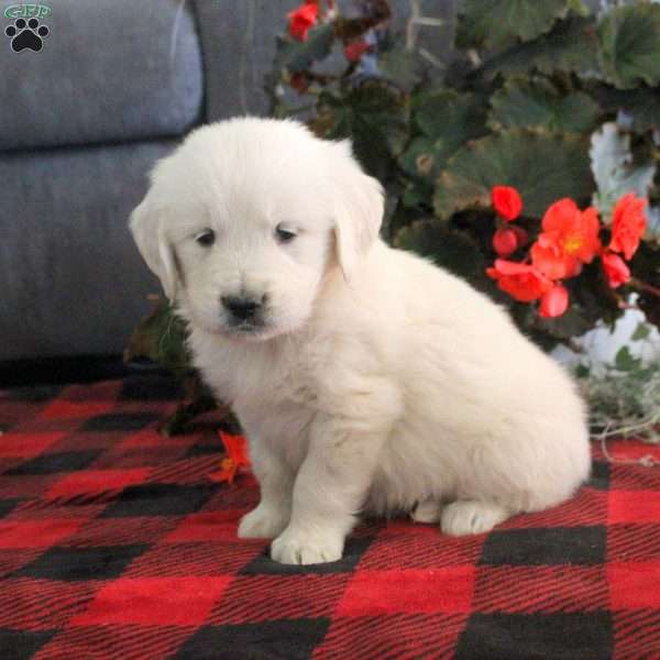 Micah, English Cream Golden Retriever Puppy