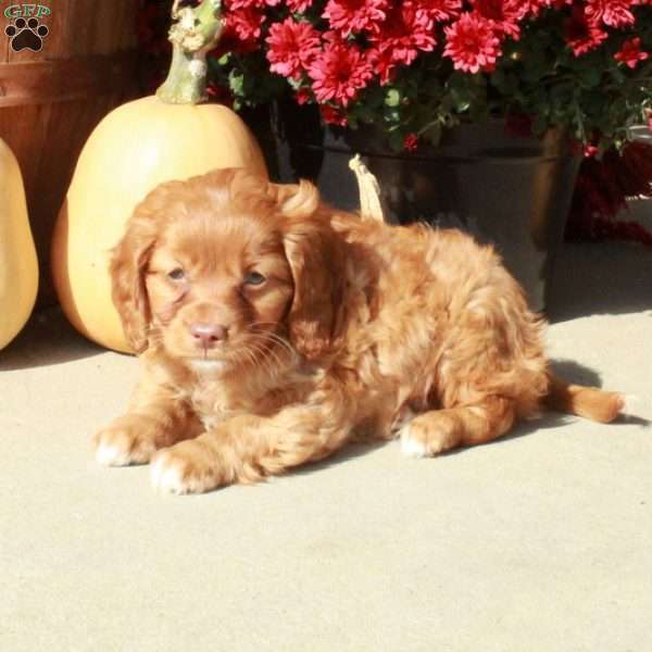 Micah, Cavapoo Puppy