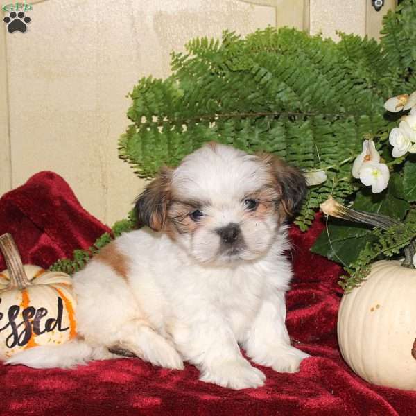 Micah, Shih Tzu Puppy