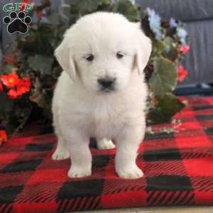 Micah, English Cream Golden Retriever Puppy