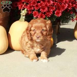 Micah, Cavapoo Puppy