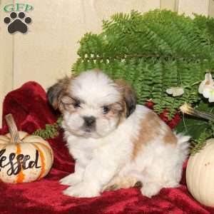 Micah, Shih Tzu Puppy