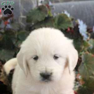 Micah, English Cream Golden Retriever Puppy
