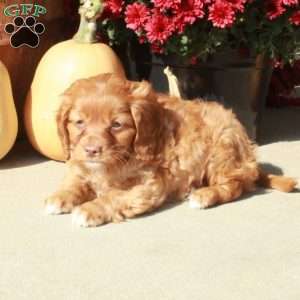 Micah, Cavapoo Puppy