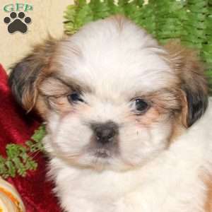 Micah, Shih Tzu Puppy