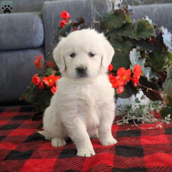 Michelle, English Cream Golden Retriever Puppy