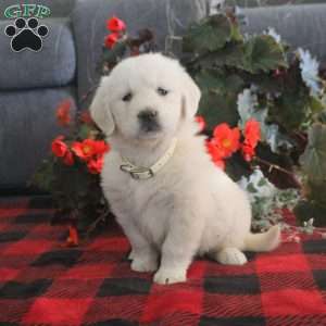 Michelle, English Cream Golden Retriever Puppy