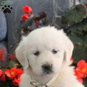 Michelle, English Cream Golden Retriever Puppy