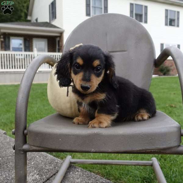 Mickey, Dachshund Puppy
