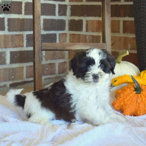 Mickey, Shih-Poo Puppy