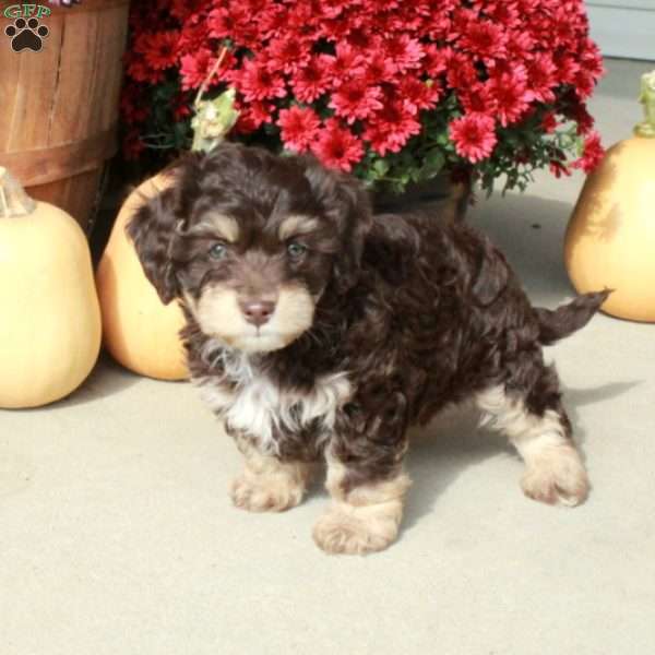Mickey, Cavapoo Puppy