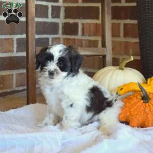 Mickey, Shih-Poo Puppy