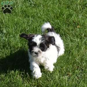 Mickey, Shih-Poo Puppy