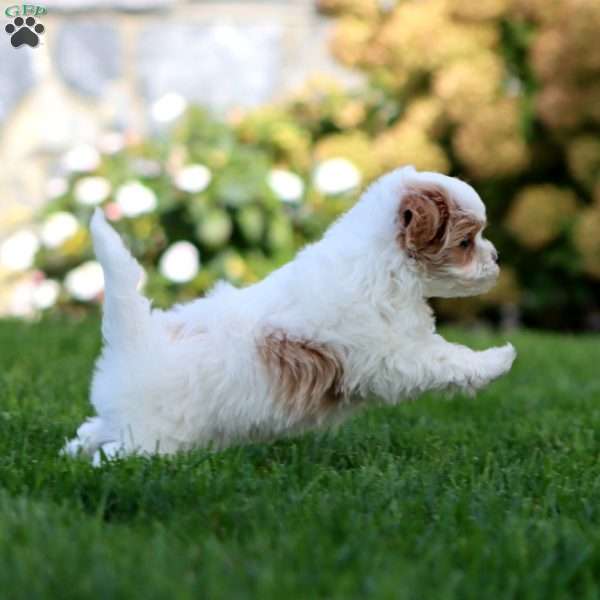 Mickey, Maltipoo Puppy