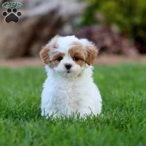 Mickey, Maltipoo Puppy