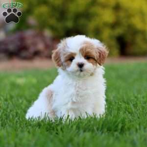 Mickey, Maltipoo Puppy