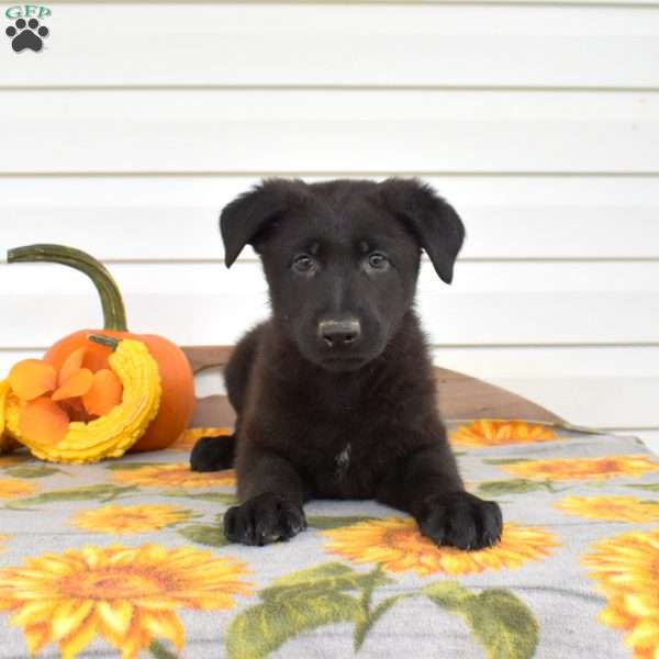 Midnight, German Shepherd Puppy