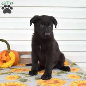 Midnight, German Shepherd Puppy