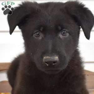Midnight, German Shepherd Puppy