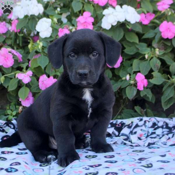 Midnite, Labrador Mix Puppy