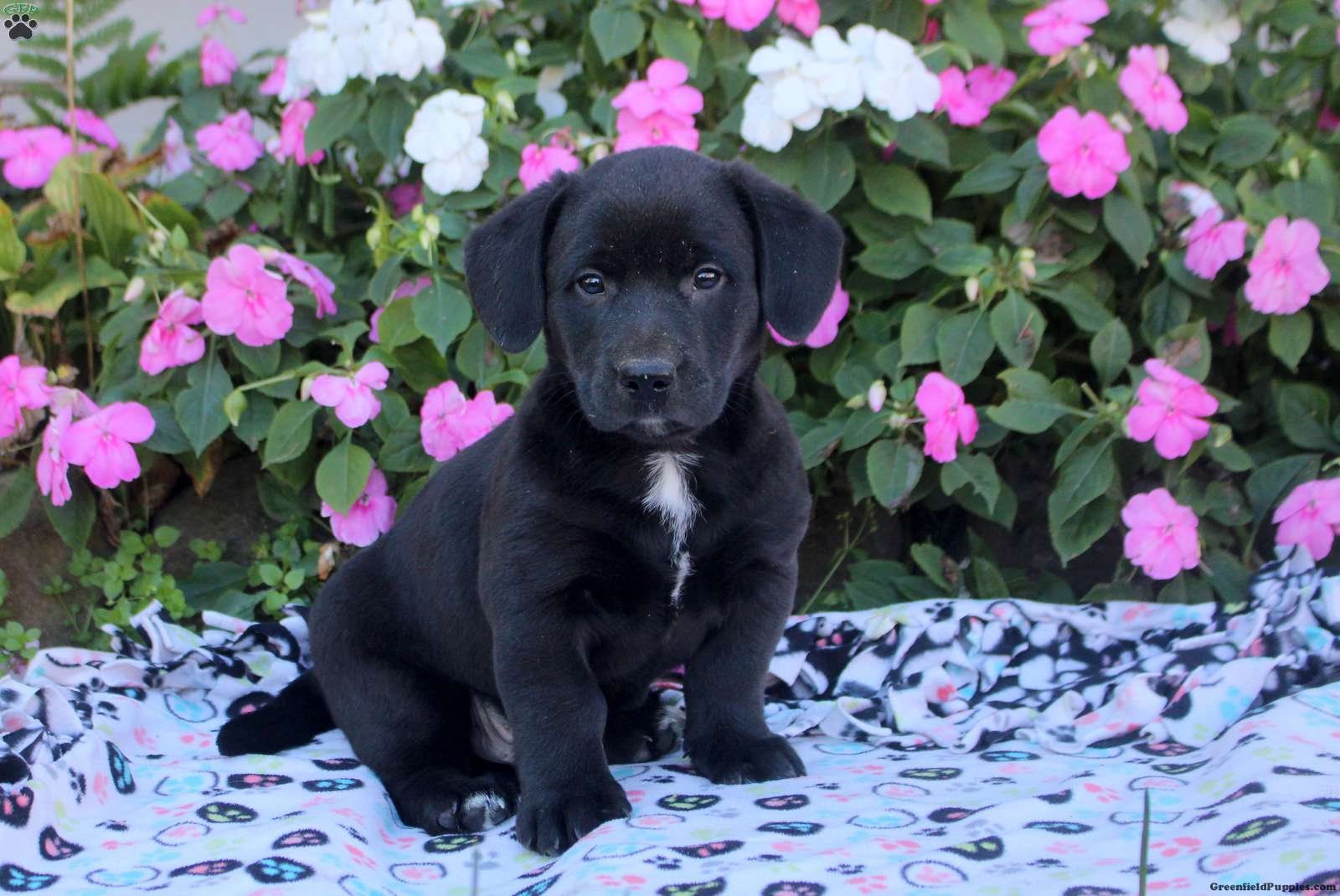 Midnite (Mixed breed, Male) in East Earl, PA
