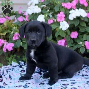 Midnite, Labrador Mix Puppy