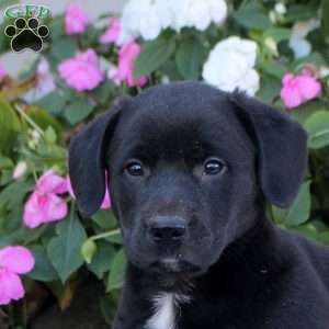 Midnite, Labrador Mix Puppy