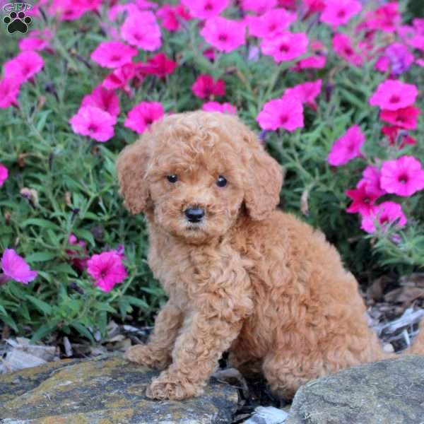 Mikey, Mini Labradoodle Puppy