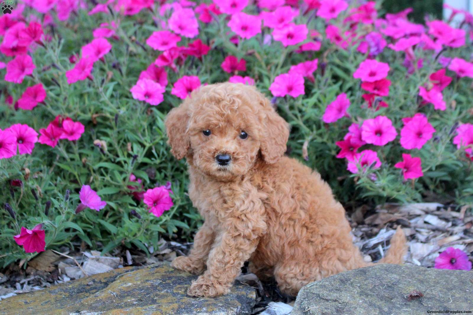 Mikey (Doodle / designer cross, Male) in Willow Street, PA