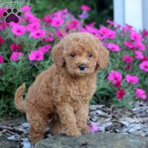 Mikey, Mini Labradoodle Puppy