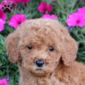 Mikey, Mini Labradoodle Puppy