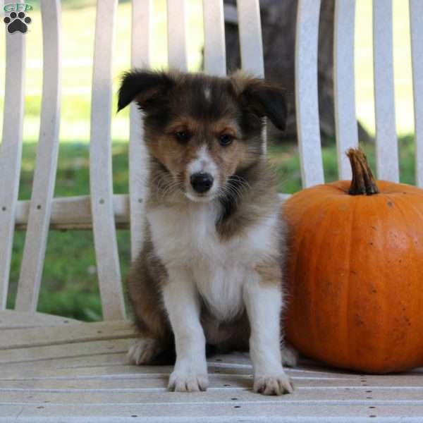 Milky Way, Sheltie Puppy