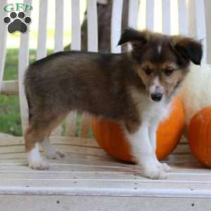 Milky Way, Sheltie Puppy