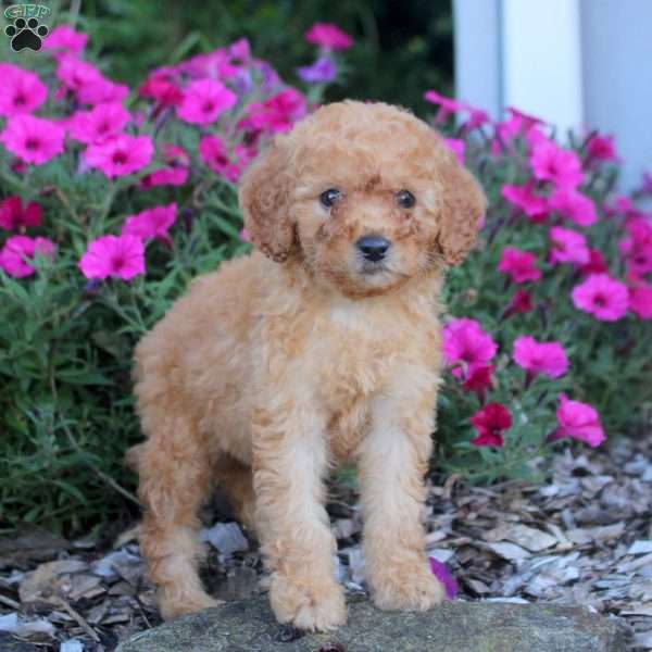 Millie, Mini Labradoodle Puppy