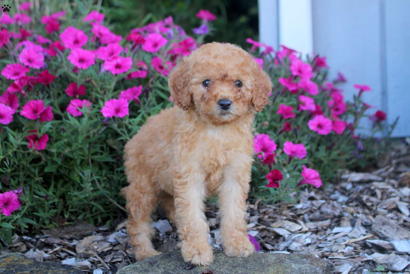 Millie (Doodle / designer cross, Female) in Willow Street, PA