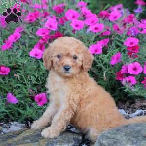 Millie, Mini Labradoodle Puppy