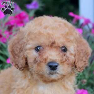 Millie, Mini Labradoodle Puppy