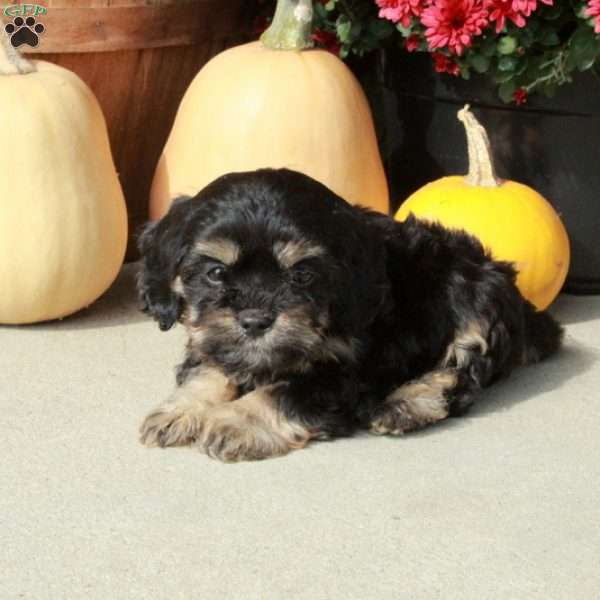 Milo, Cavapoo Puppy