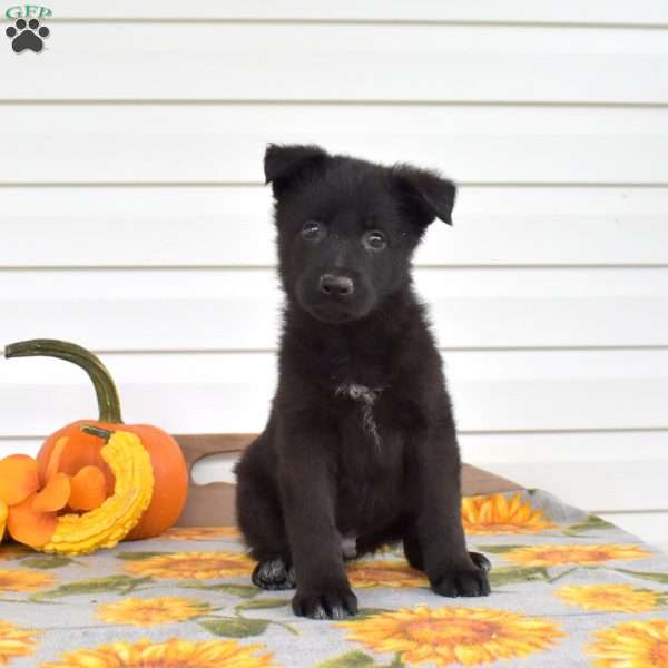 Milo, German Shepherd Puppy