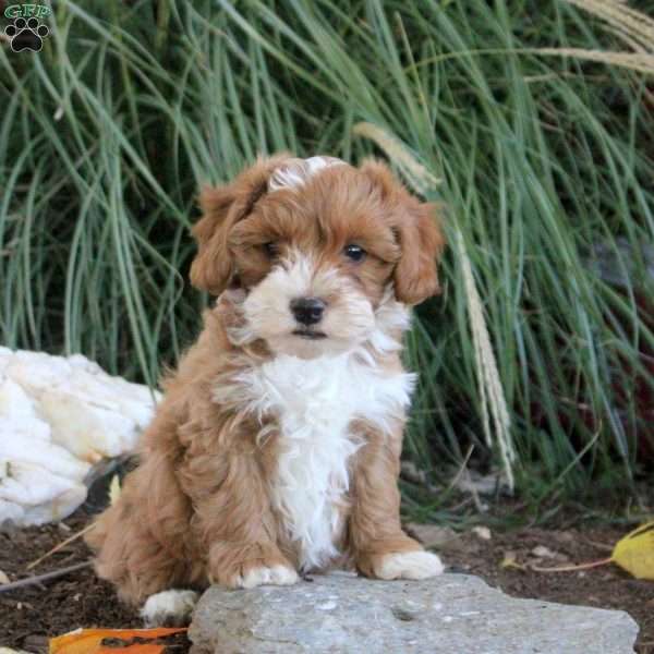 Milo, Cavapoo Puppy
