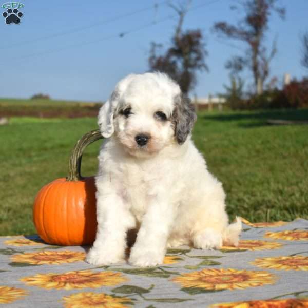 Milo, Mini Bernedoodle Puppy